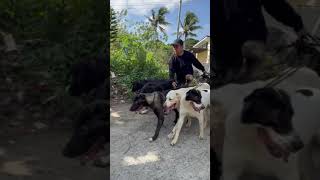 MASAYA PA RIN by Supero Dog Farm 980 views 4 weeks ago 5 minutes, 23 seconds