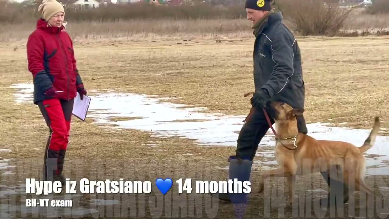 BH-VT exam with malinois Hype iz Gratsiano