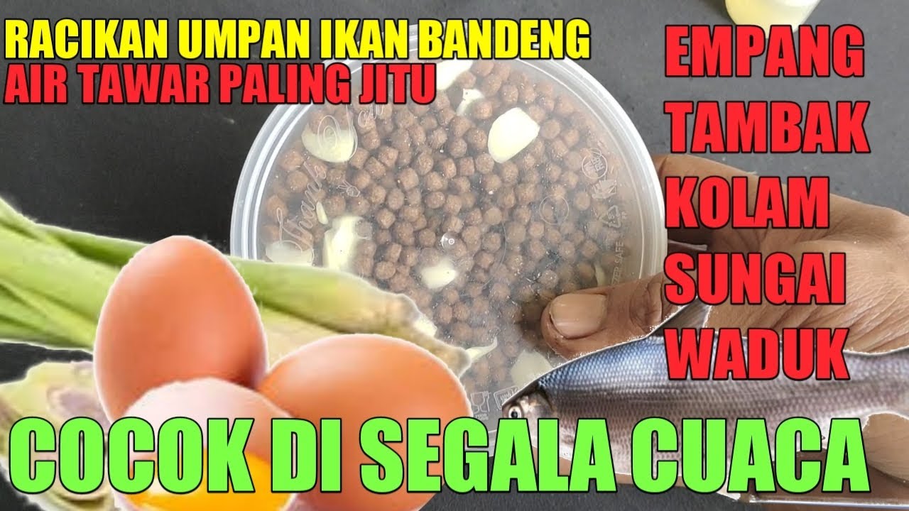 cara membuat umpan ikan bandeng air tawar paling jitu|| media Otok Otok