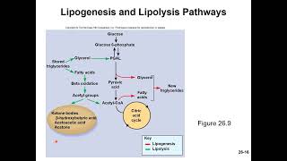 Chapter 26 Nutrition and Metabolism MicroLecture 2 Metabolism and using the nutrients