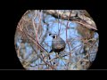 Quail Hunt (Air Rifle) Quail Hunt (Air Rifle)