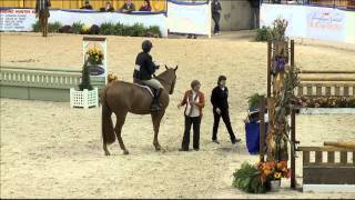 Class 43 Amateur Owner Hunter 3 3 Under Saddle