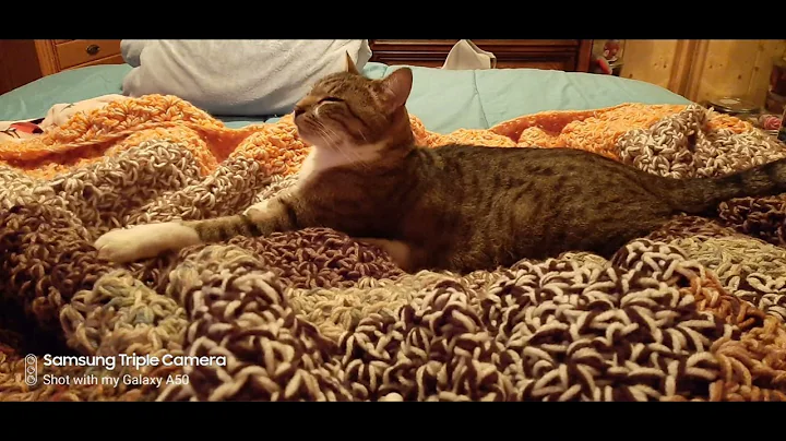Silly Kitty