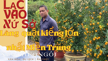 Lạc Vào Làng trồng cây quất lớn nhất miền Trung bội thu vụ Tết | Hội An quật kiểng