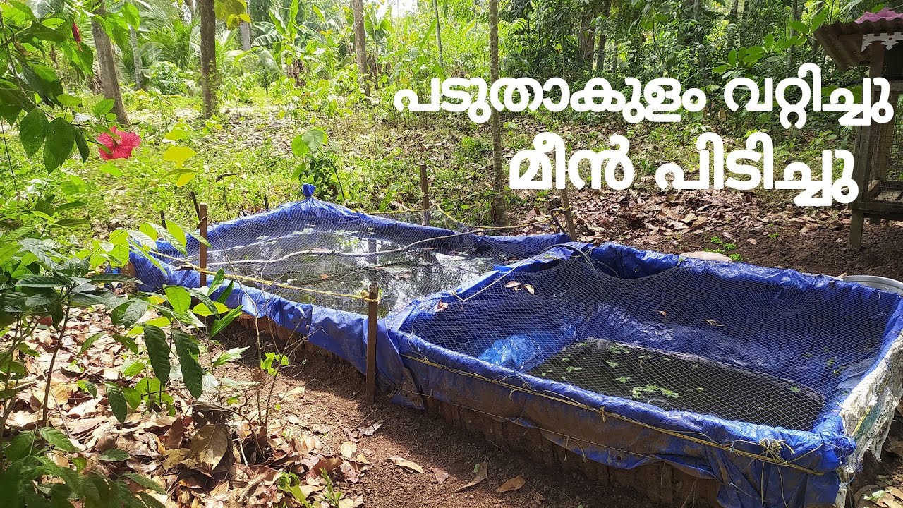 Homemade tarpaulin pond|#paduthakulam പടുതാകുളംവറ്റിച്ചു മീൻ പിടിച്ചു..