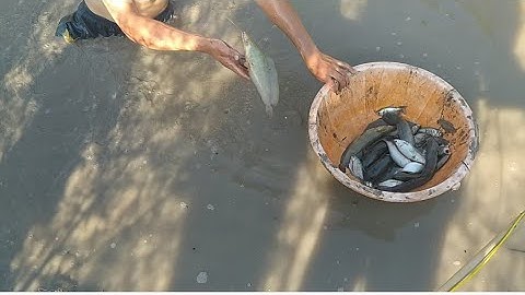 Đi Tát Đìa Bắt Cá Chúng Mánh Toàn Cá Thát Lát Cá Trê vàng Quá Nhiều @