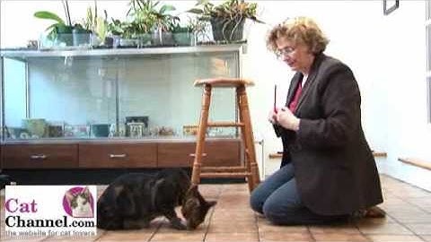 Cat Clicker Training Lesson 2: Touch the Target - CatChannel.com