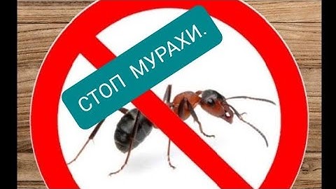 Як вигнати мурах з будинку без хімії? Простий і швидкий,  дієвий спосіб на 200%.