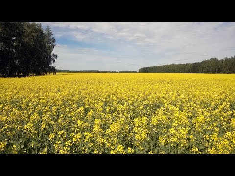 Video: Spilgta Rapša Zāģu Muša