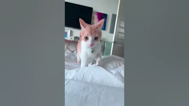 Part 60  #funny #cat#WatchNow