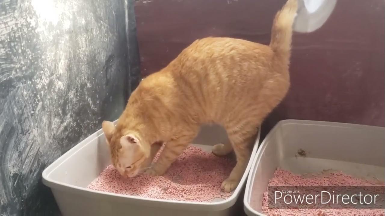 CAT URINATING IN A LITTER BOX YouTube