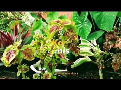 Estetic Video Cinematic Alam Lagu viral tiktok 🎧🎶