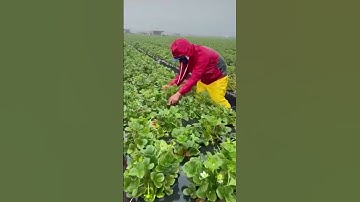 قراءة لراحة النفس مع القارئ هاني العزوني @مجيدوchanel