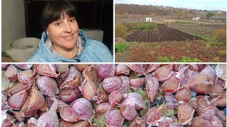 видео: Часник на зиму саджу.... картинка: Часник на зиму саджу....