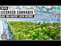 Exploring a Licensed Hydroponic Cannabis Facility in South Africa!