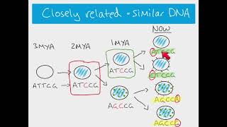 A2 Biology - DNA and evolutionary relationships