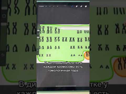 В каких клетках диплоидный набор хромосом?