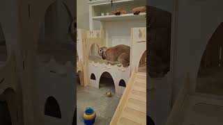 Bunny Chins Castle Bridge