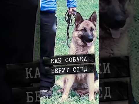 Как кинологи работают со следами? #shorts #трукрайм #кинолог