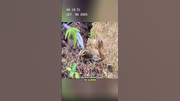King cobra vs python. #animals #wildlife #shorts #fypシ