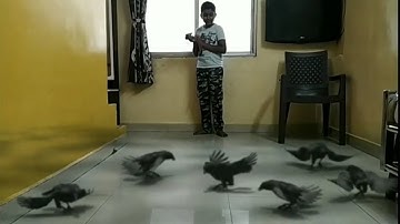 Crows inside the house | FxGuru App | Funny Editing | Comedy | Video Editing | Om