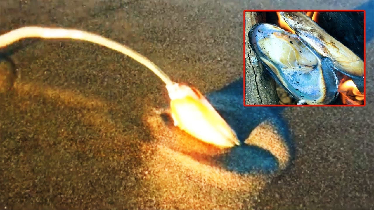 primitive technology | amazing catching and cooking razor clams - YouTube