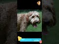 Comfort | S2372 #cute #cutedog #dog #cutedog #dogs #cute #shorts #youtubeshorts #tiktok #puppy #pet