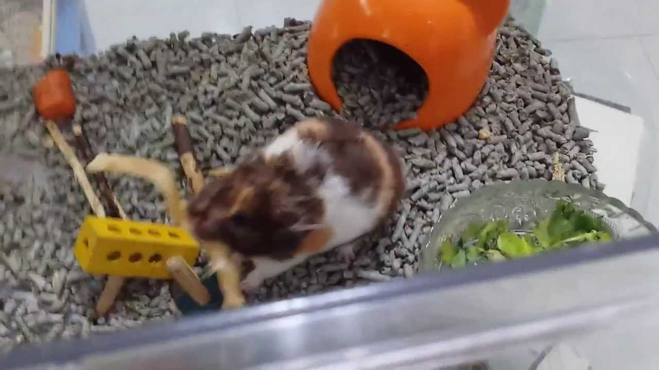 calico hamster