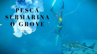 ✅PESCA SUBMARINA GALICIA 🌊PESCANDO en O GROVE🎯