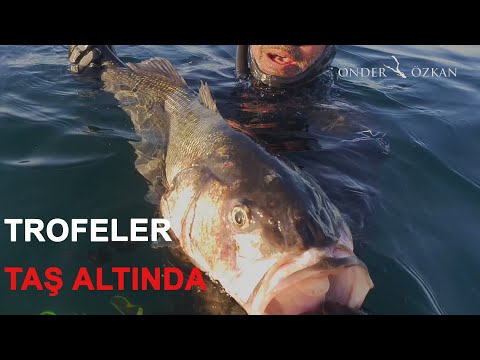 Taş altında trofe
