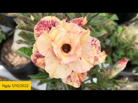 Video Lô hoa sứ thái ghép nhiều giống hoa mới giá rẻ [Bao... - youtube