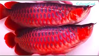 How is Asian Arowana Fish Exported to Other Countries?  Arowana Fish Export