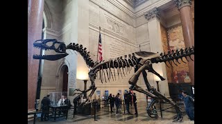 New York, la storia del mondo all'American Museum of Natural History