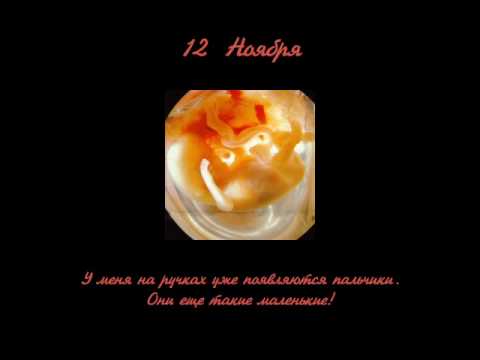 Дневник нерожденного младенца в