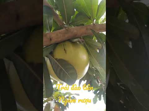 Video Trái đào tiên ngâm rượu - youtube