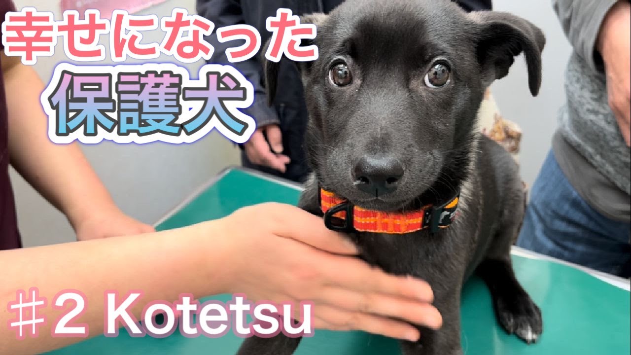 野犬の子犬が幸せな家族へ どきどきの初診察が可愛すぎました 犬 保護犬 Youtube
