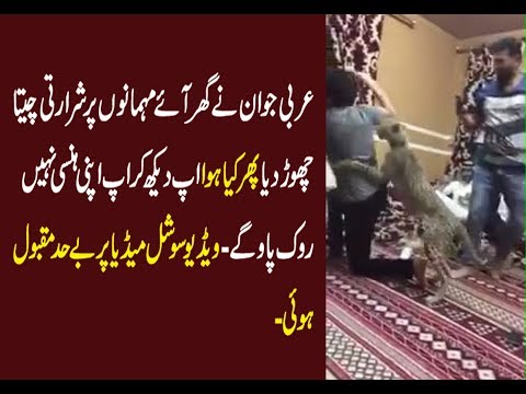 leopard-attack-on-guest-in-arab-party-funny-prank-2-jan-2019