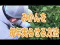 温州みかん 秋のせん定も大切です