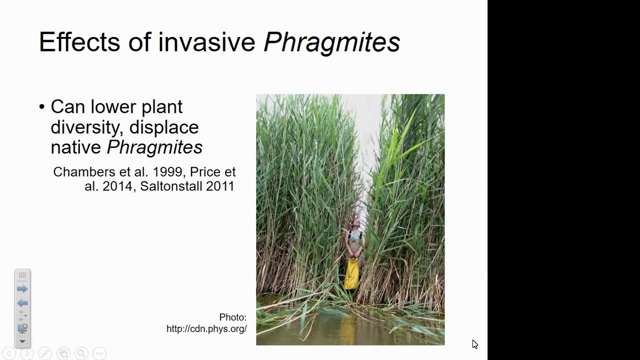 Phragmites webinar YouTube
