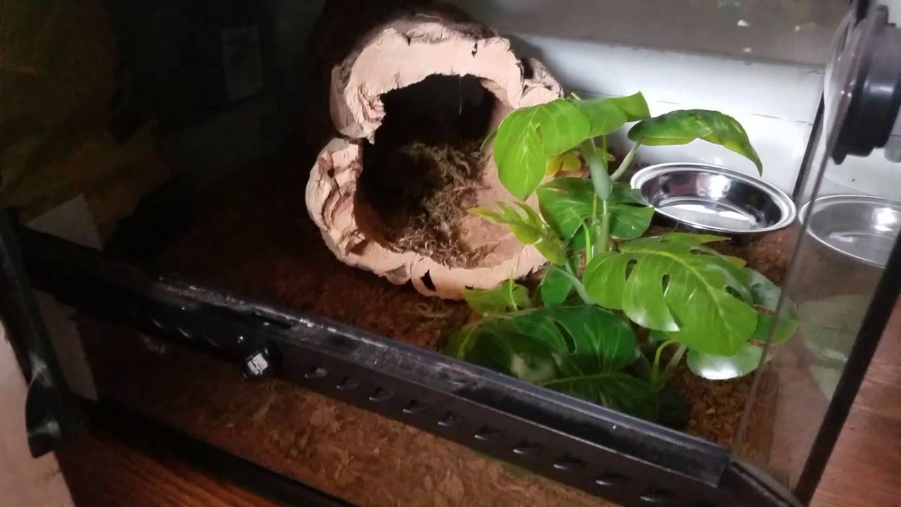 insects picture My New Pet Snake!