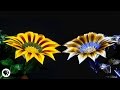 Bees and Flowers: A Symbiotic Relationship