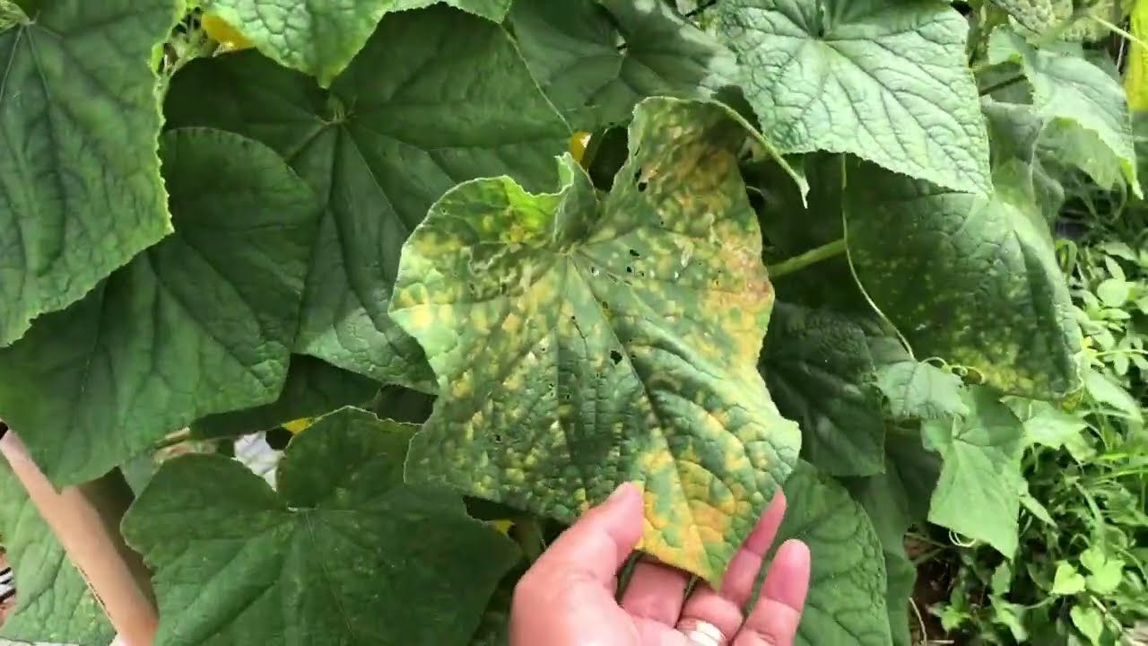 COMPARISON TEST RESULT NG Macarthur F1 vs Jackson F1 cucumber @ 41DAT