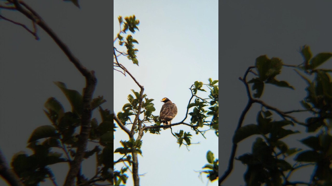 wildlife photography with apexel 28x zoom lens || Apexel 28x Telephoto Lens Review 