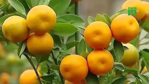 VTC14 | Bí quyết chăm đào, quất tươi lâu ngày Tết