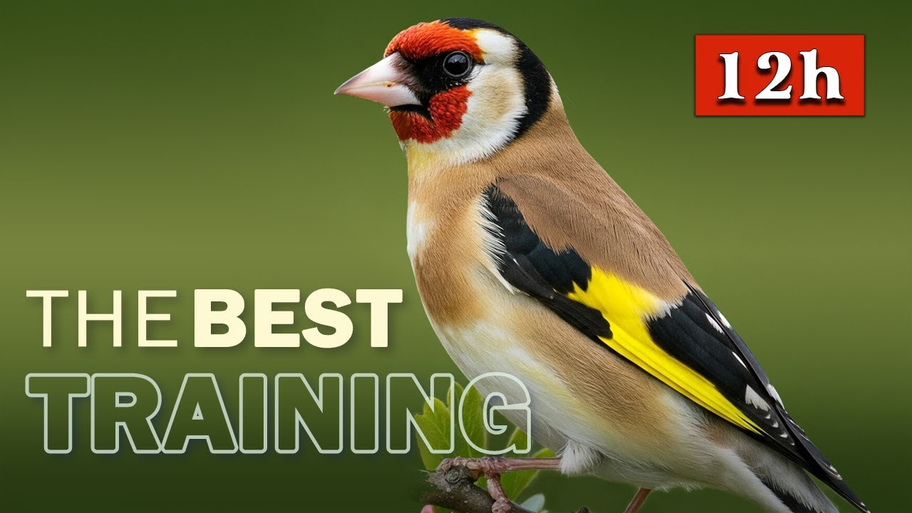 Goldfinch The Best Singing - 12h Training Song for Birds