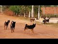 Countryside dogs life during sun down || #  325 Nature Show