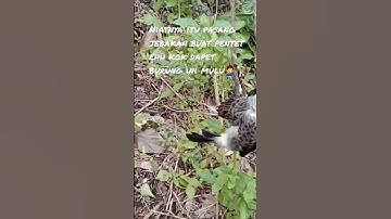 niatnya itu pasang jebakan buat pentet , ehh kok dapet burung ini mulu🤦‍♂️ #pikatburung #pikatpentet
