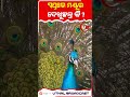 ସ ୱପ ନର ମୟ ର ଦ ଖ ଛନ ତ କ Ubcnews Peacocks