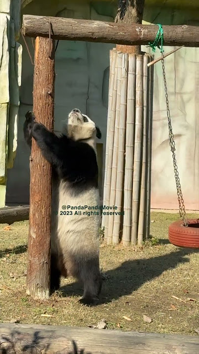 Super SMART! Malaysian-born Giant Panda Nuan Nuan is so smart to get bamboo. 熊猫暖暖太聪明啦！ #熊猫 #funny