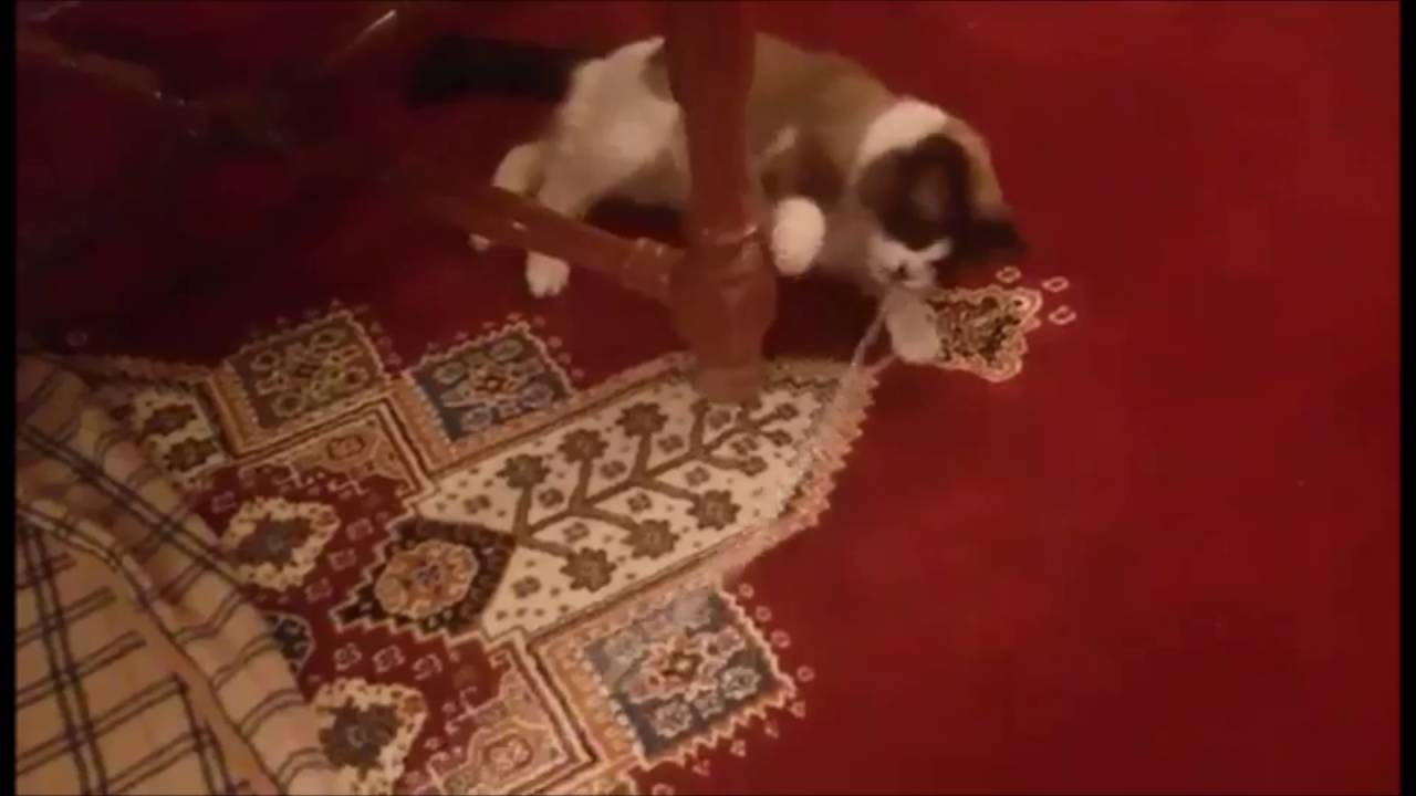 My Ragdoll cat Lulu YouTube